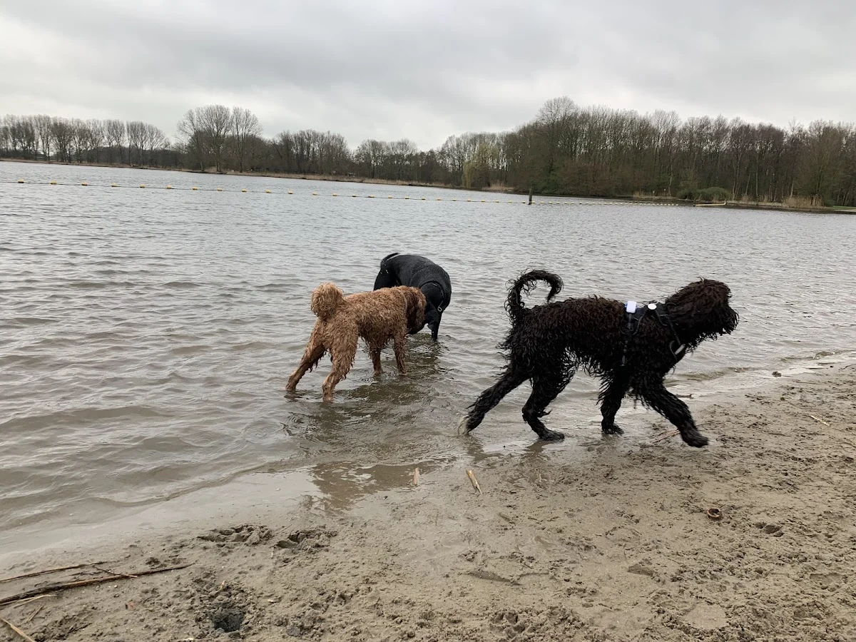 4legsonly.nl Hondenuitlaatservice - 2
