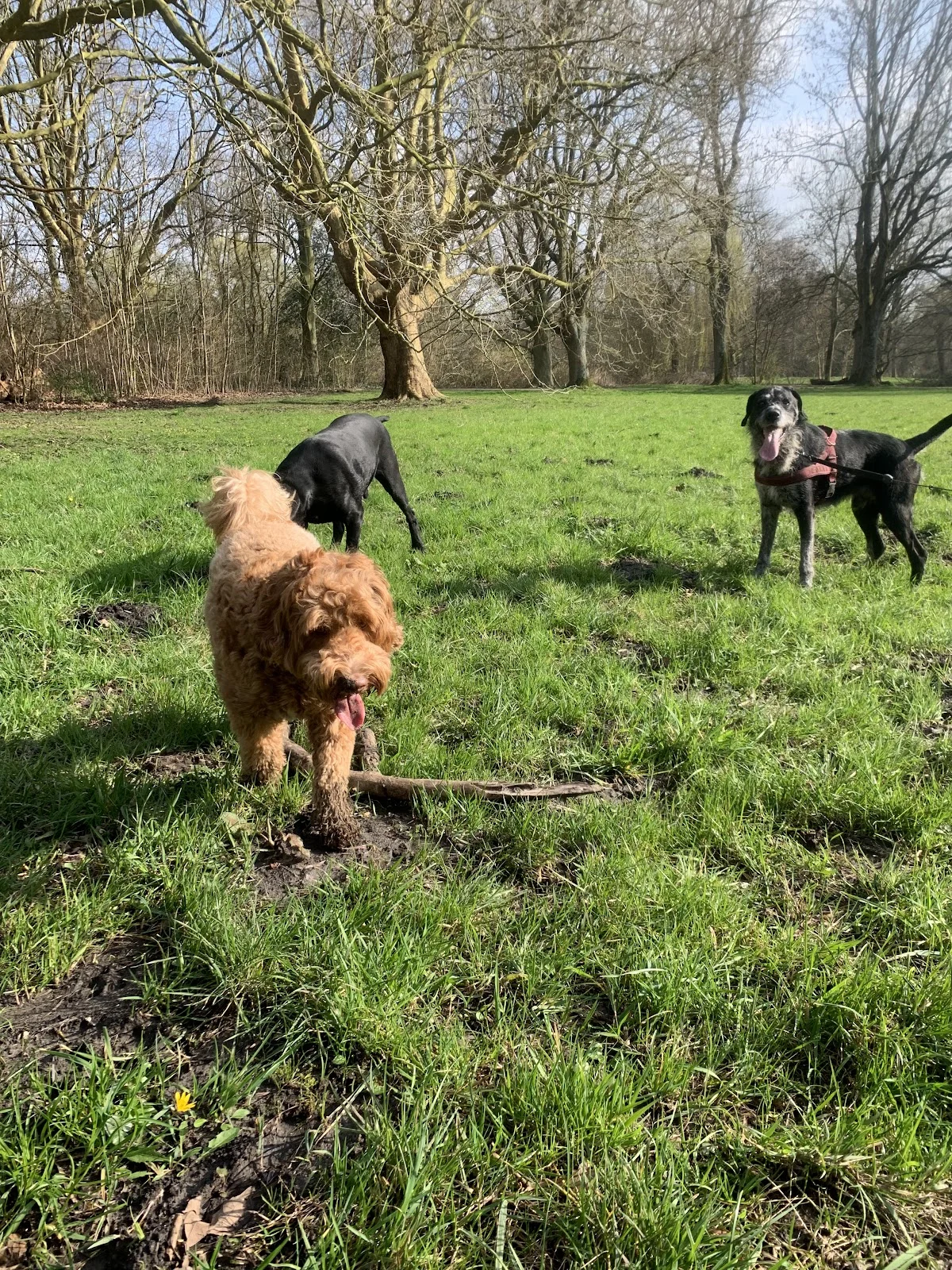 4legsonly.nl Hondenuitlaatservice