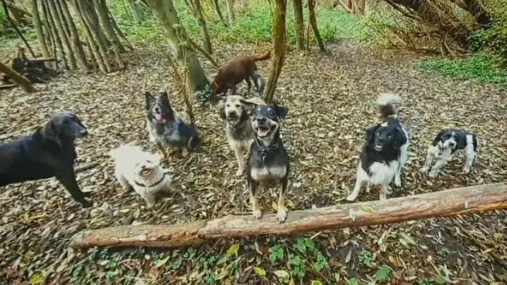 4Paws Uitlaatdienst