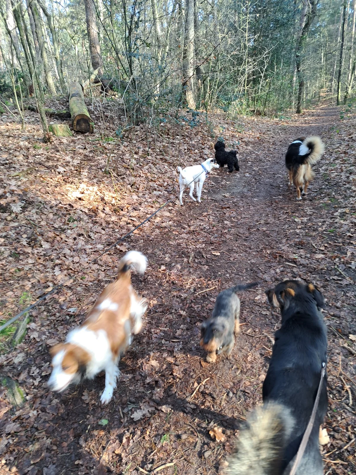 4Walkingdogs