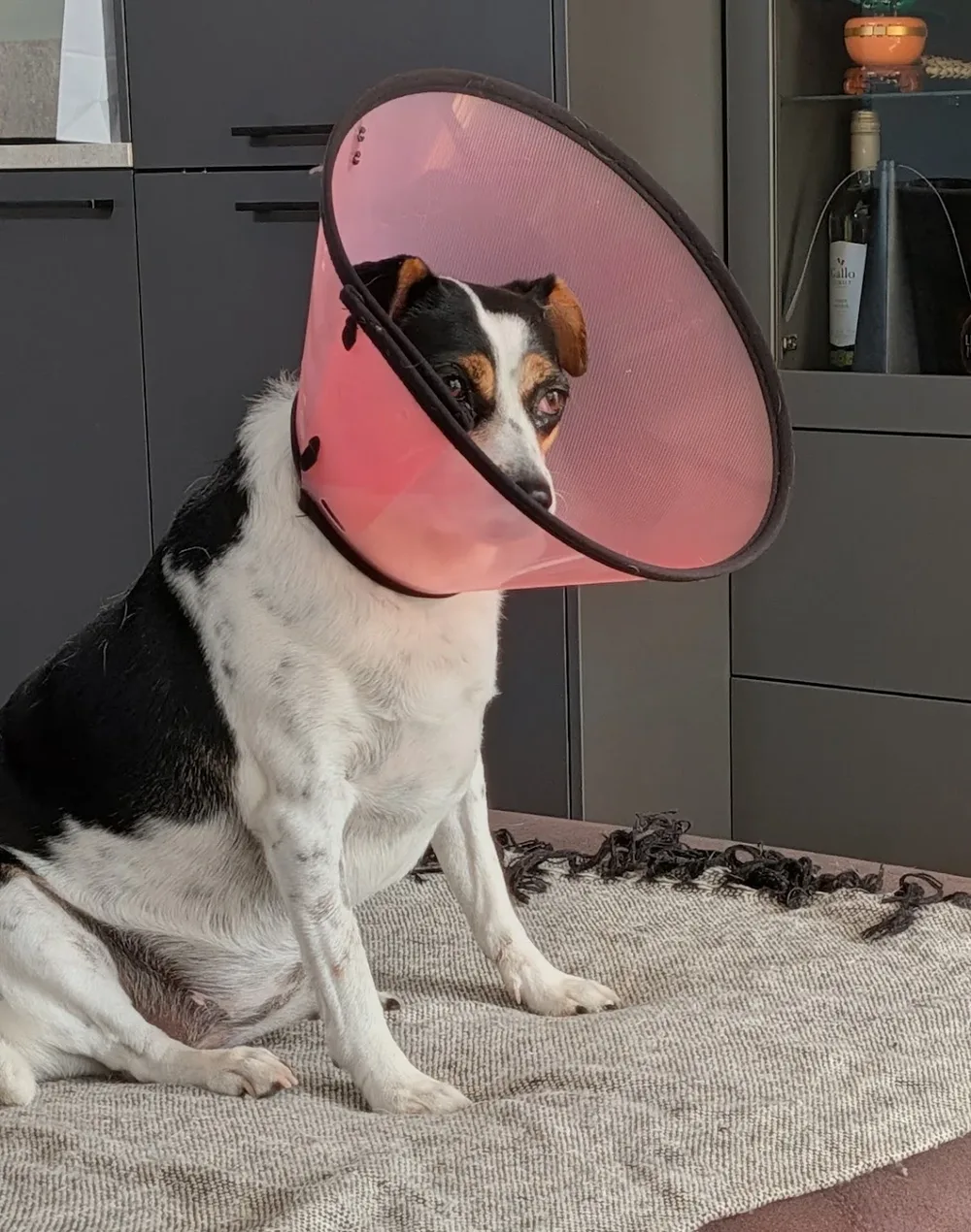 AniCura Dierenkliniek Gemert - 2