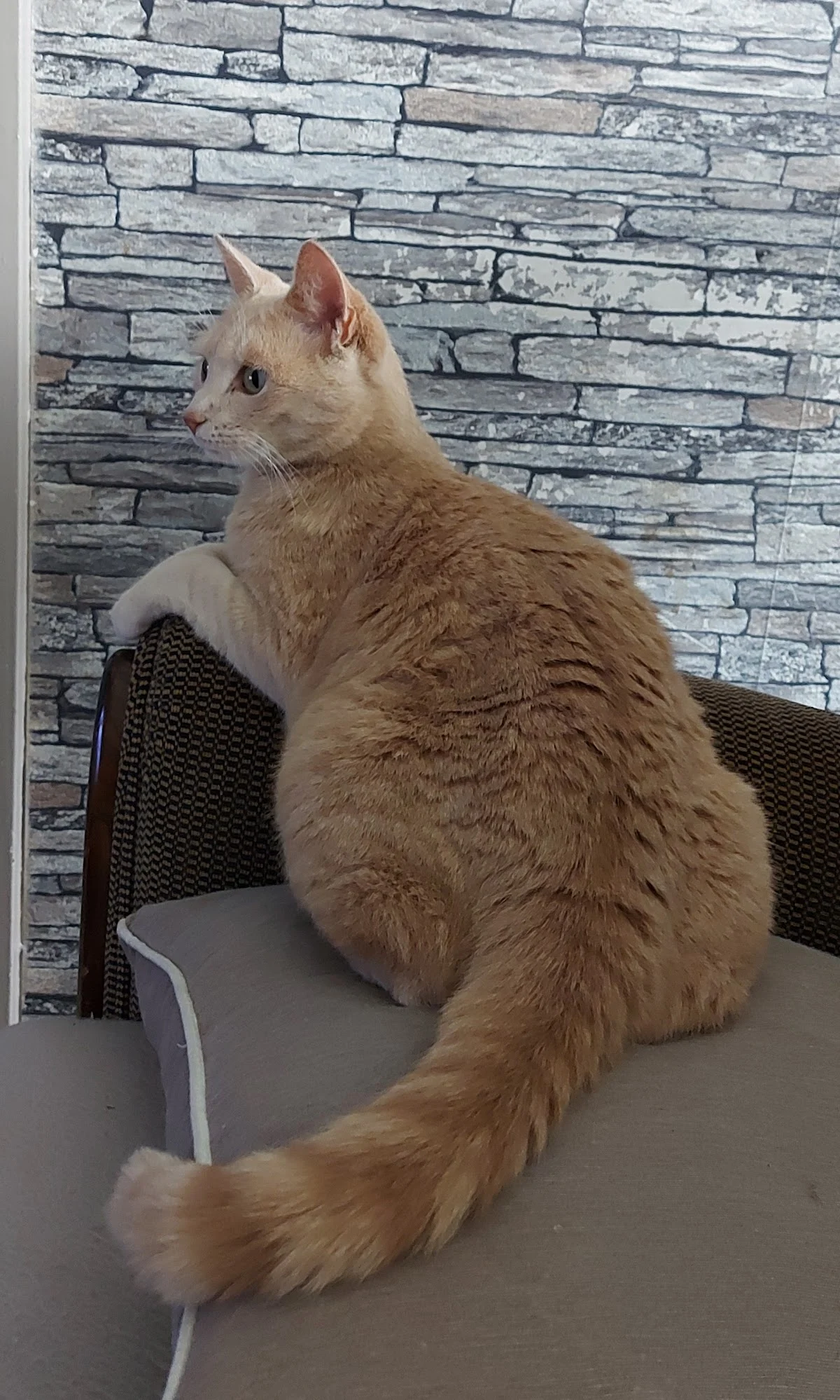 AniCura Dierenkliniek Leeuwarden 🐾 - 4