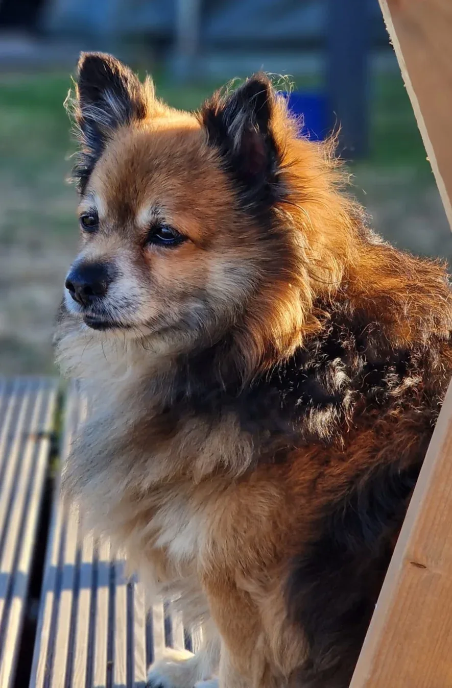 AniCura Dierenkliniek Rijngeest - Katwijk - 2