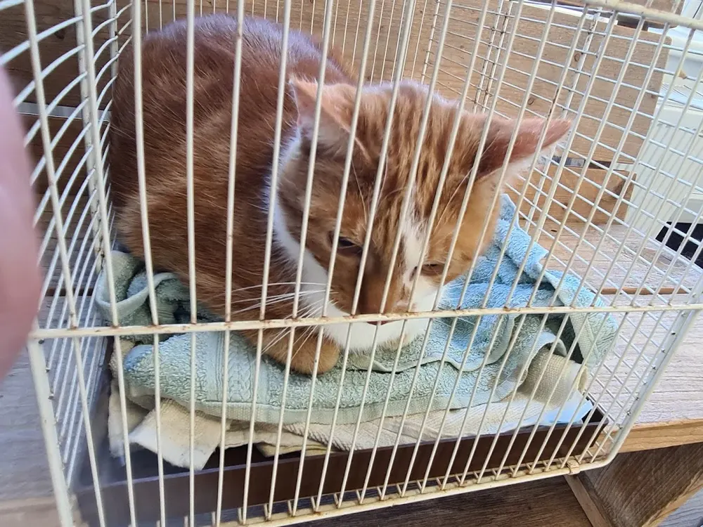 AniCura Dierenkliniek Rijngeest - Katwijk - 3