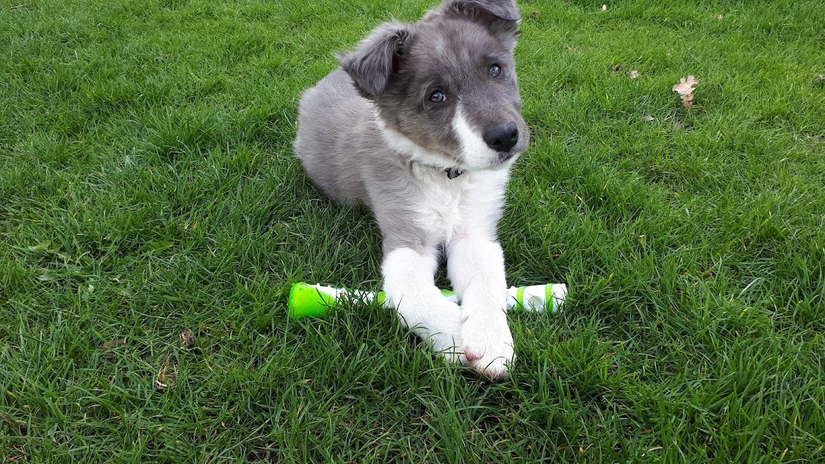 Animal C.A.T. - Hondentraining - Praktijkspeuren - Detectie - Gedragstherapie - Puppycursus - Hondenschool - 2