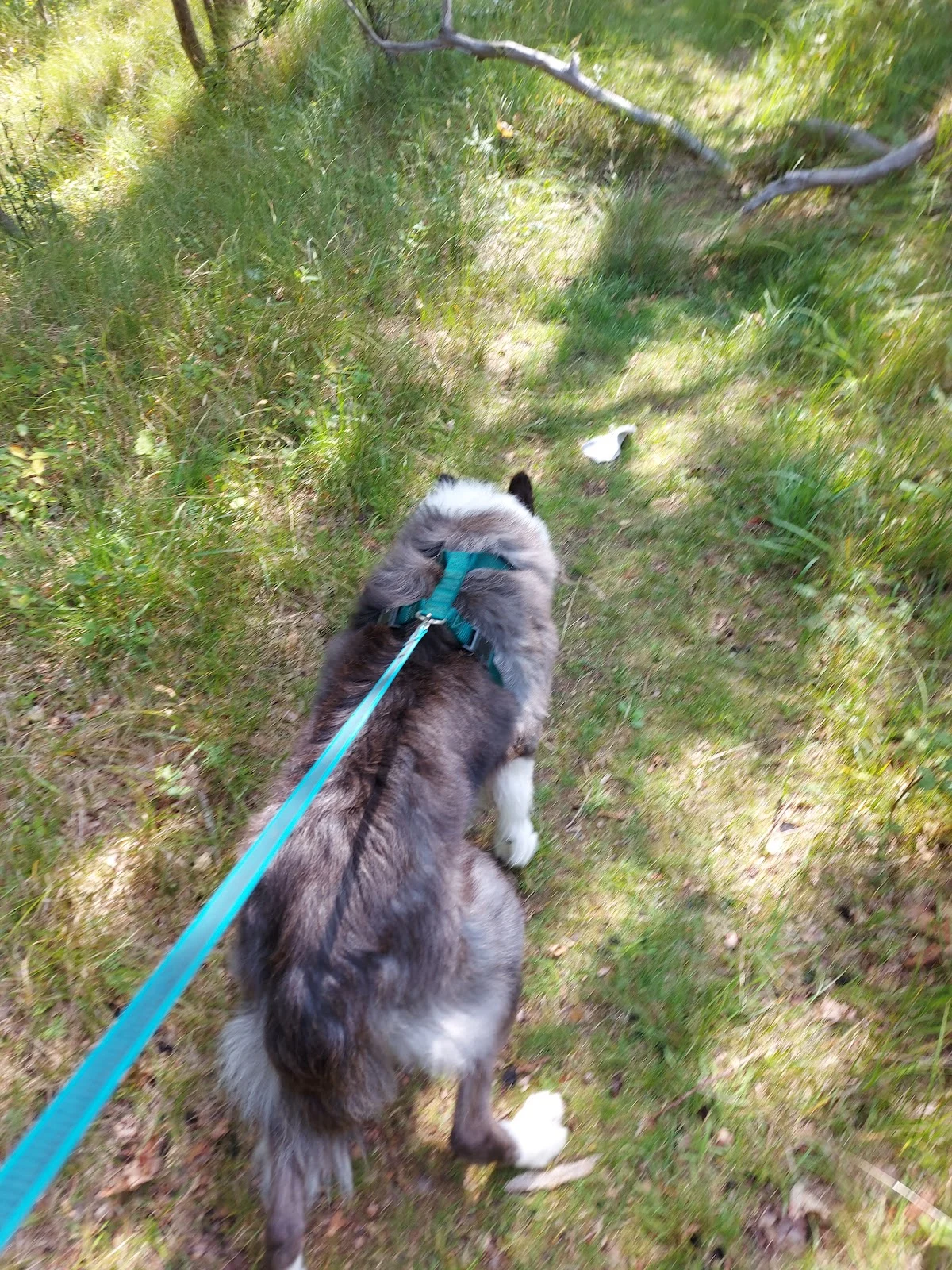Animal C.A.T. - Hondentraining - Praktijkspeuren - Detectie - Gedragstherapie - Puppycursus - Hondenschool