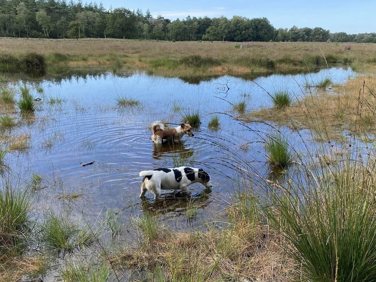 Animal Care Almere/ Hondenspeelparadijs