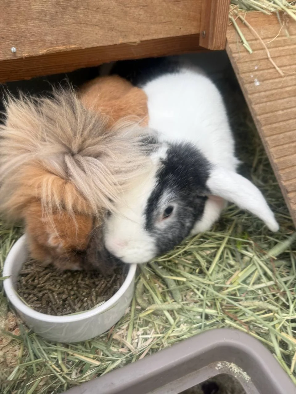 Animal Home - 2