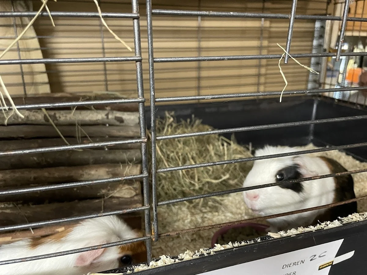 Animal Home - 3