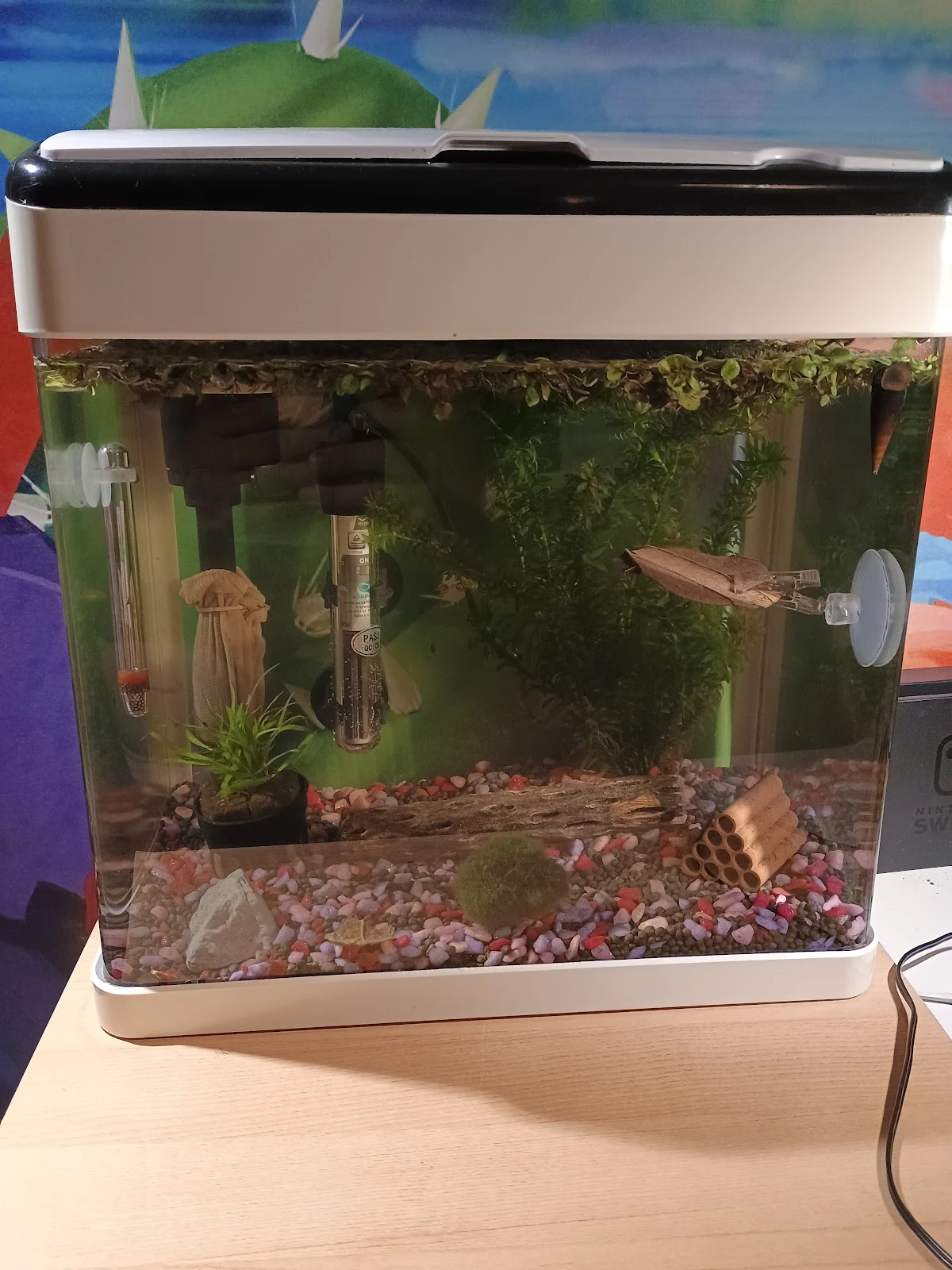 Aquaria Pura - 2