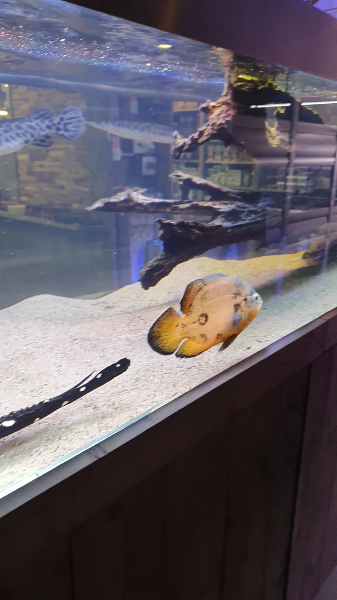 Aquariumspeciaalzaak Dessens - 3