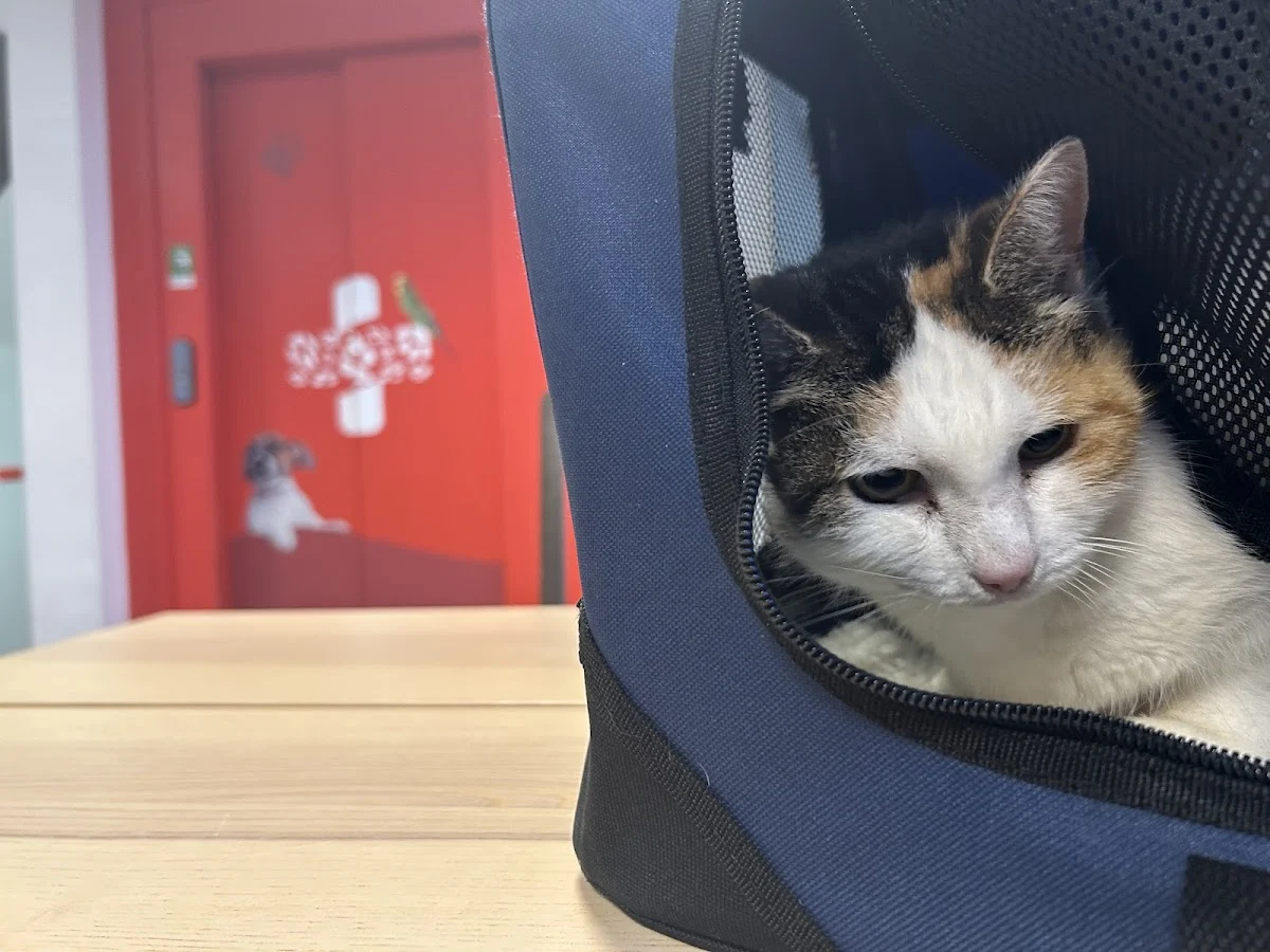 Basic Vets Clinic en Hospital