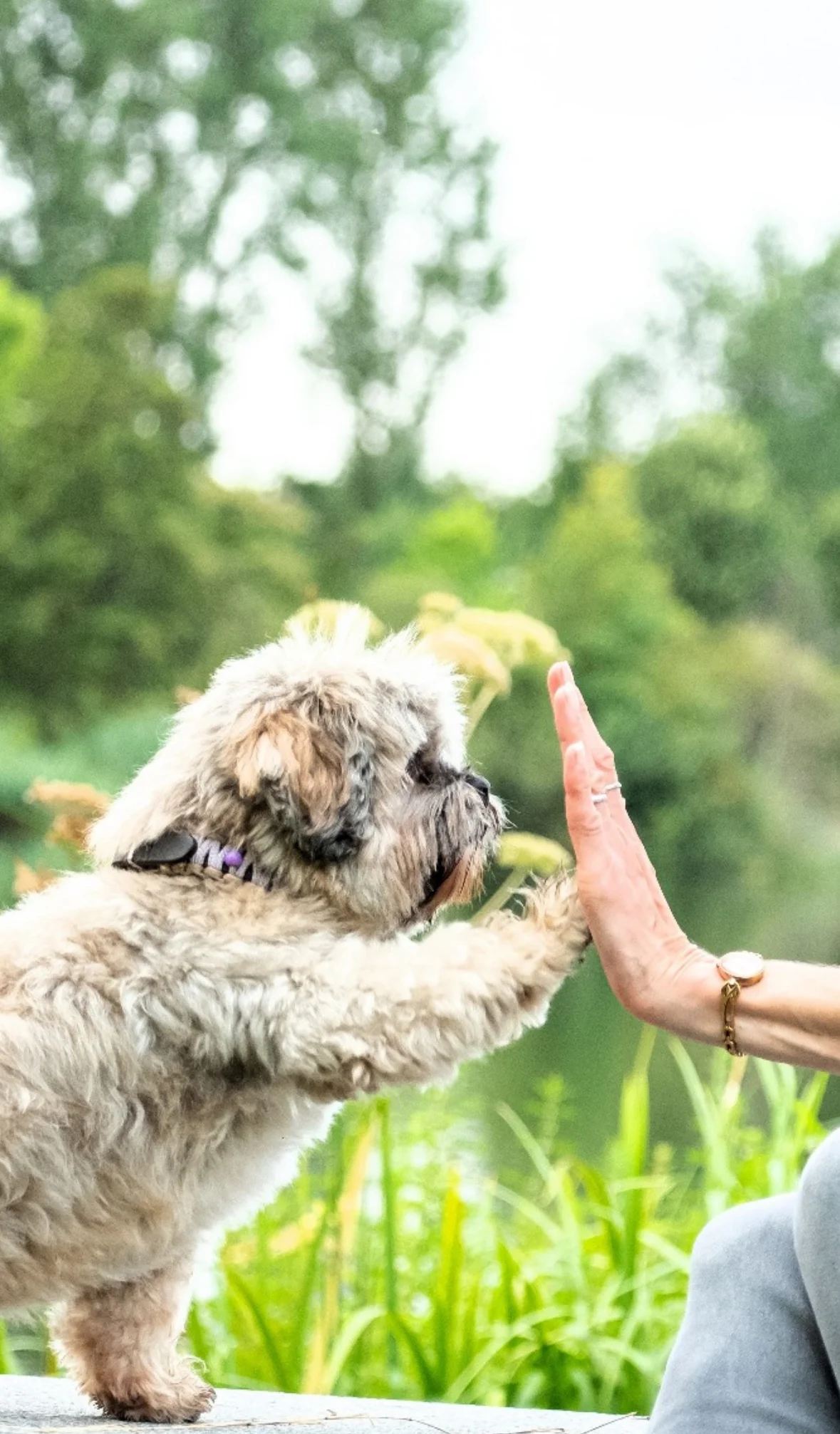 Berbee Mindful Dogs