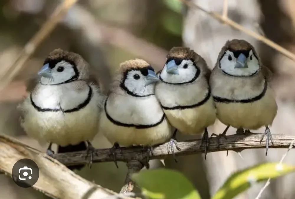 Birdtrade
