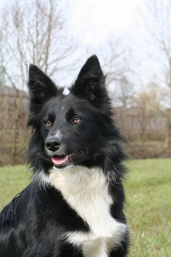 Border Collie Kennel At your Service