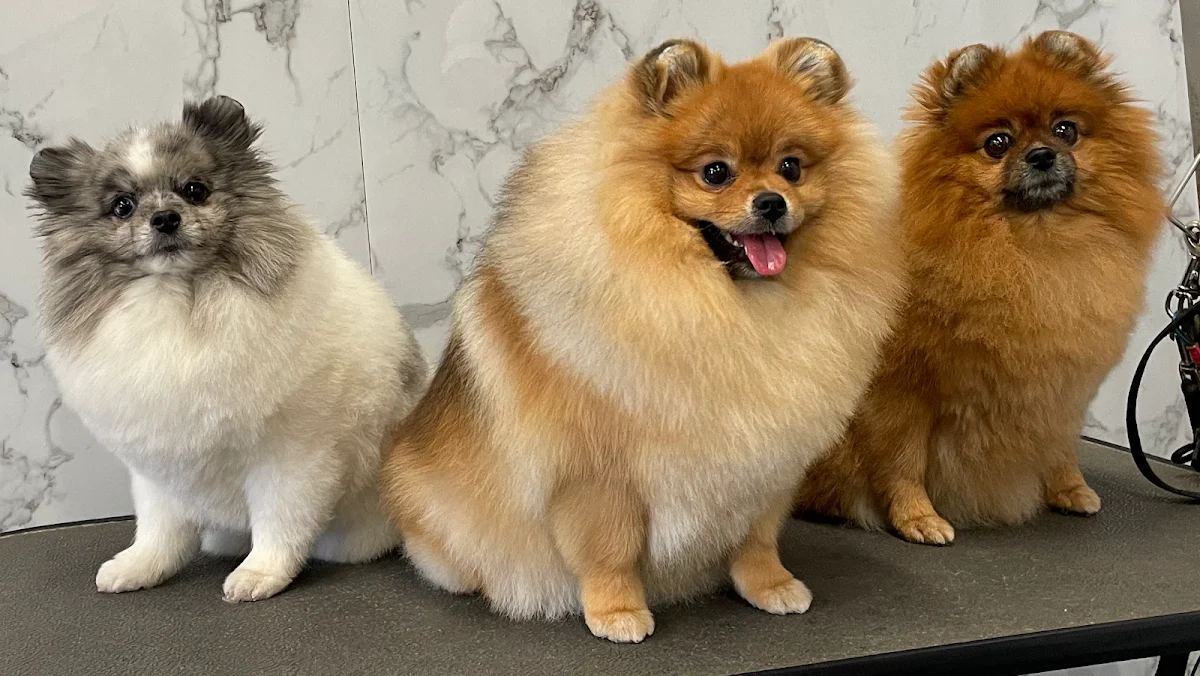 Brinkie's Hondentrimsalon🐩 - 2