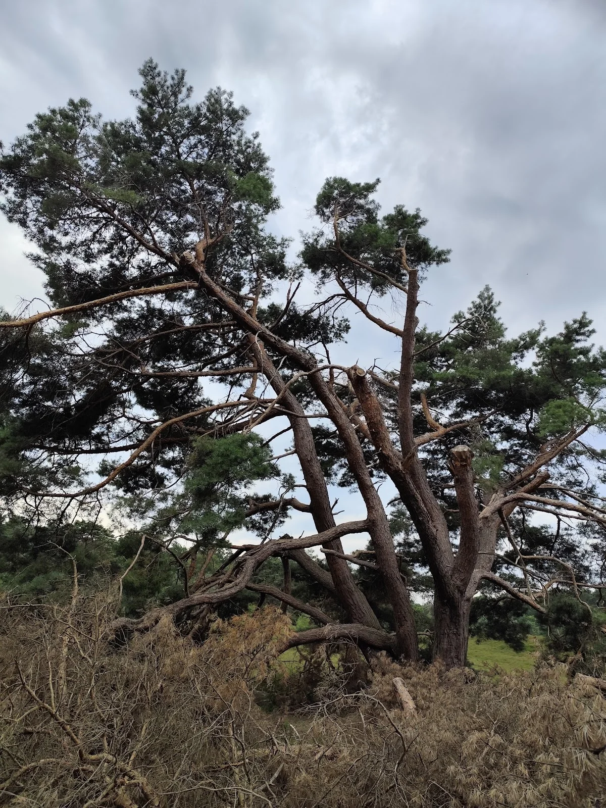 Brunssummerheide - 2