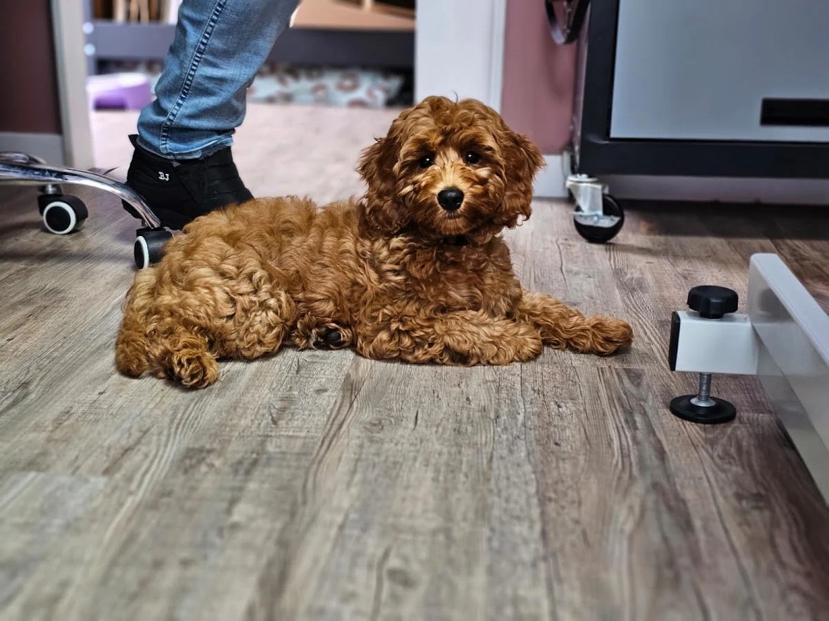 Buddha's Doodle Spa & Shop (Doodle trimsalon)
