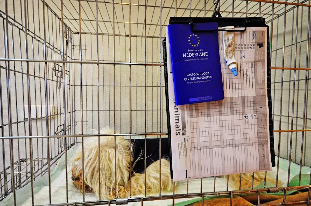 Care 4 Animals dierenziekenhuis telefonisch bereikbaar - 2