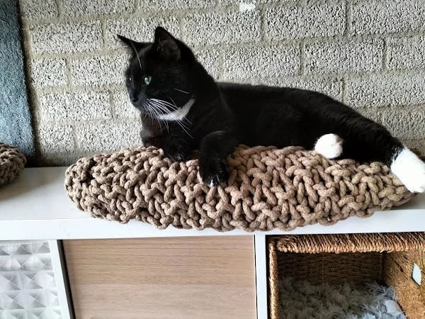 cats n dogs venray honden dagopvang kattenhotel