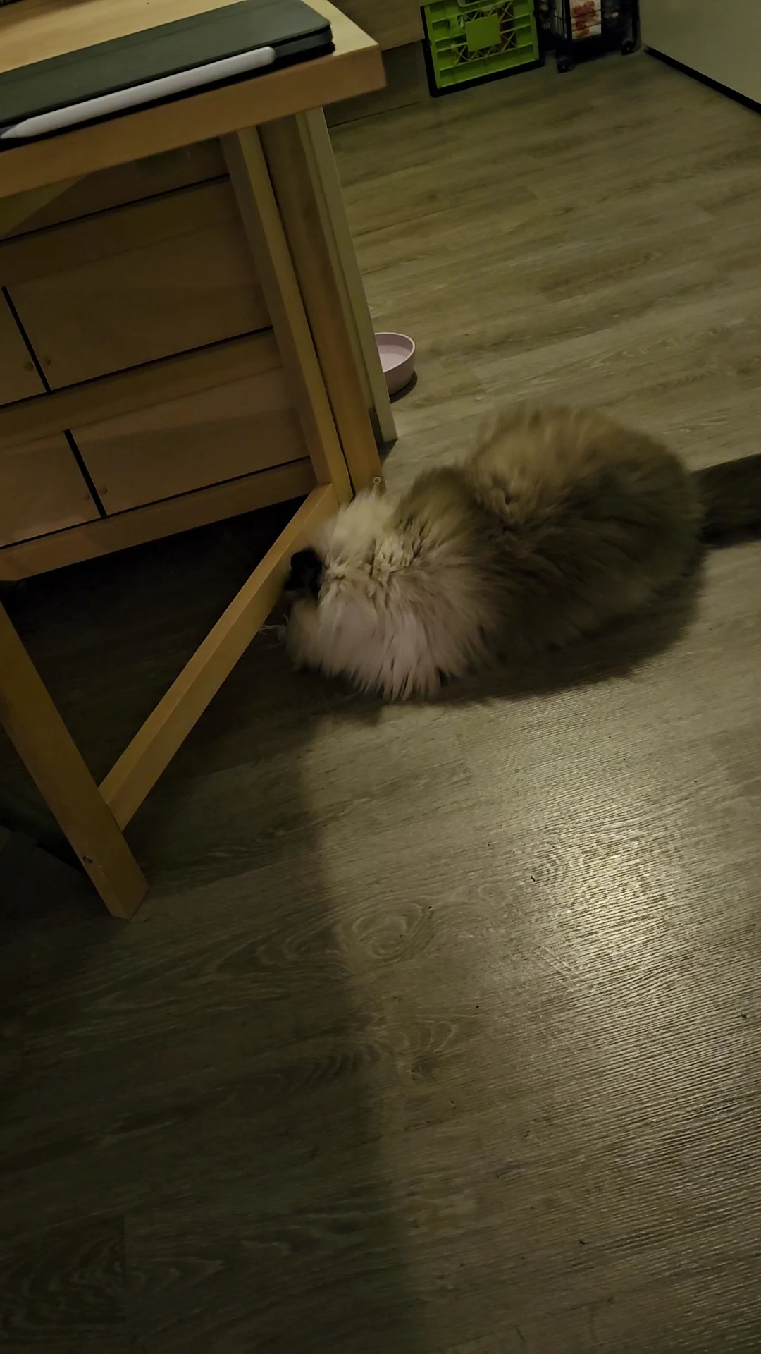 Cats Only Kattentrimsalon🐈⬛ - 3