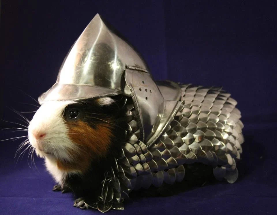Cavia oppas Huizen Meent - 2