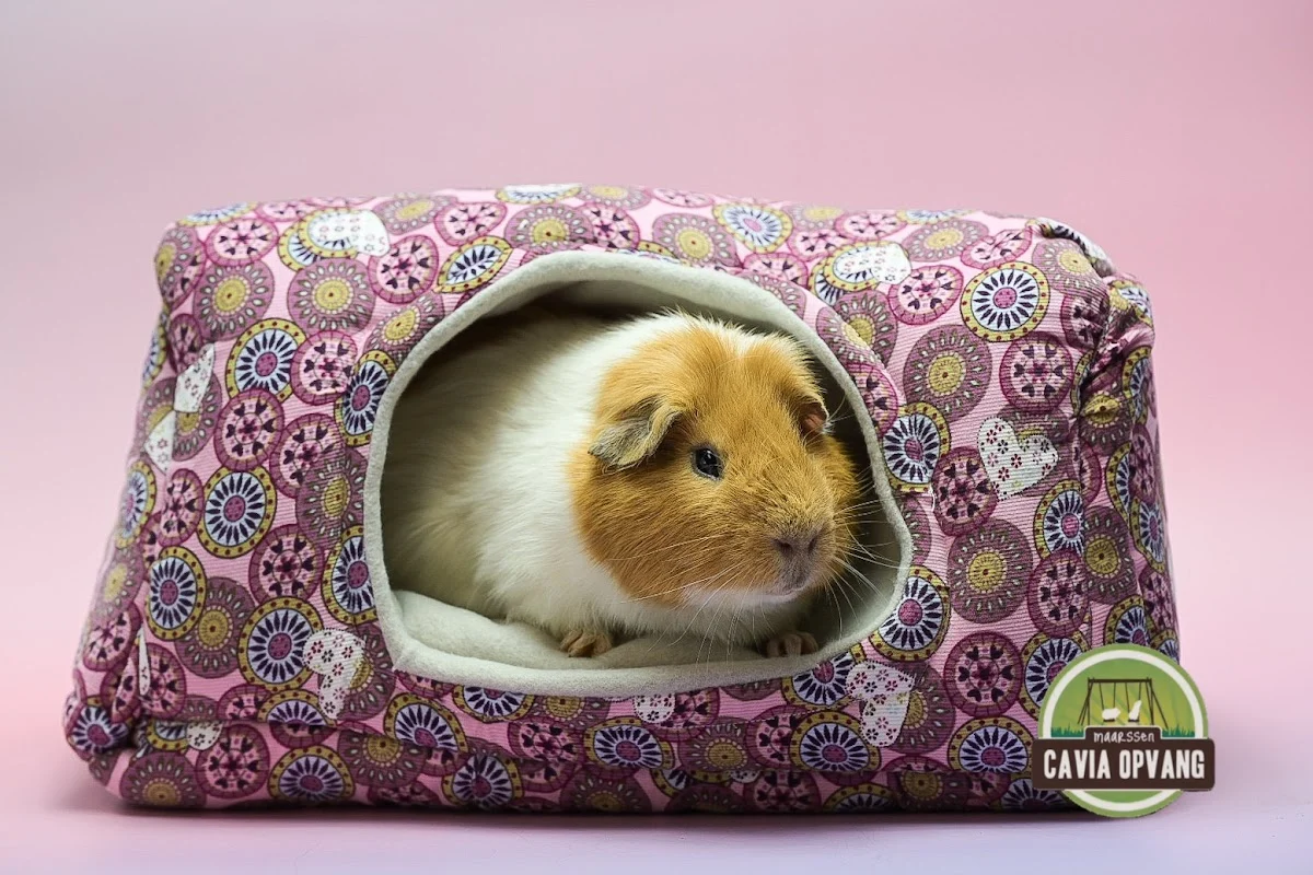 Cavia Opvang & Herplaatsing Maarssen - 2