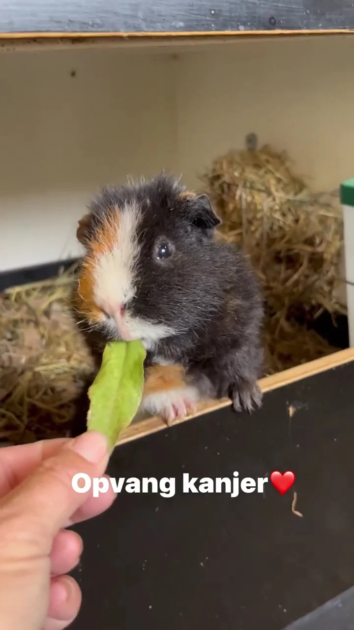 Cavia Opvang & Herplaatsing Maarssen - 3
