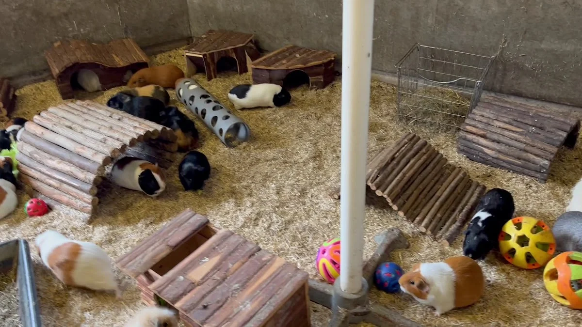 Cavia Opvang & Herplaatsing Maarssen - 4