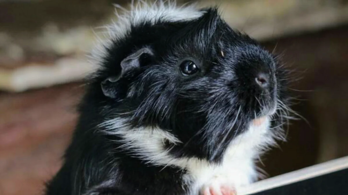 Cavia Opvang & Herplaatsing Maarssen