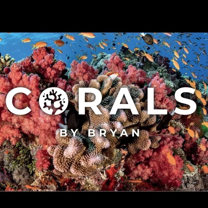 corals by bryan - 3