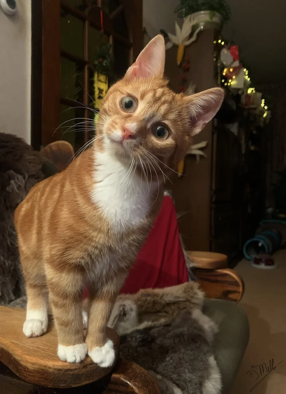CutieCat