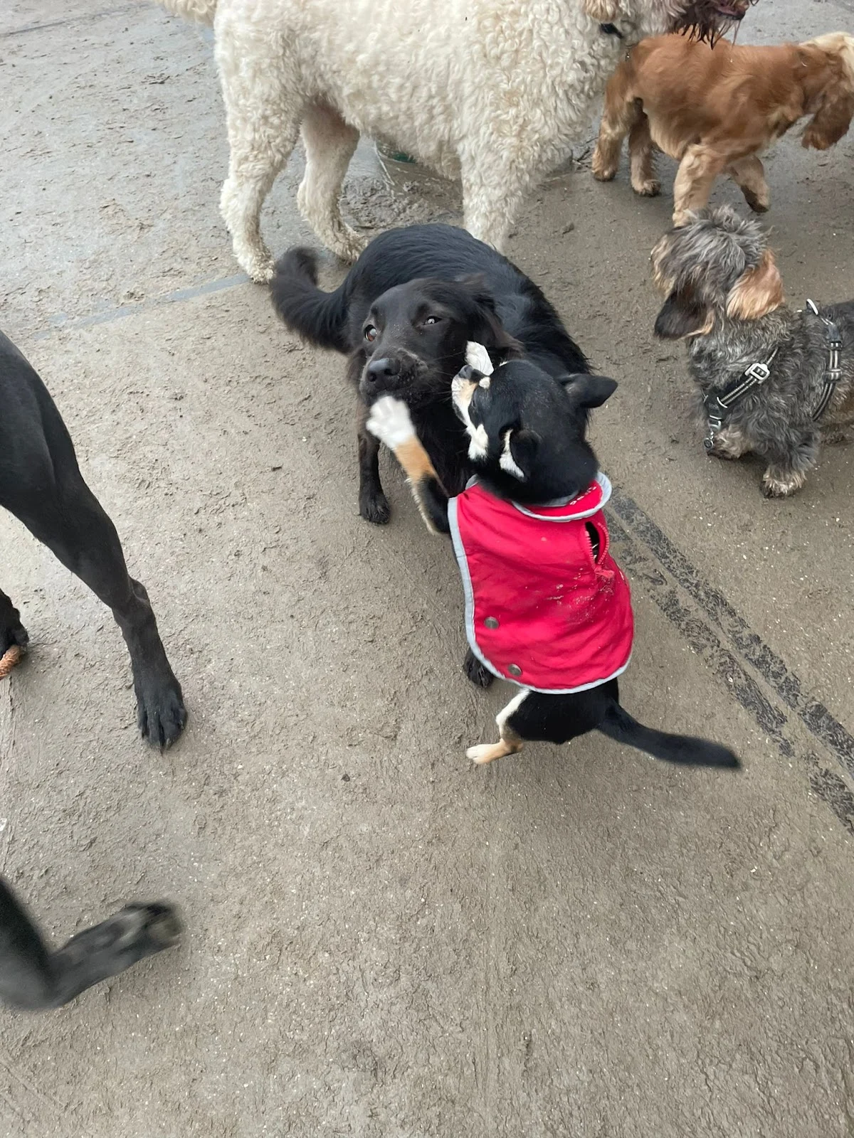 Daisy's Doggy Daycare - 2
