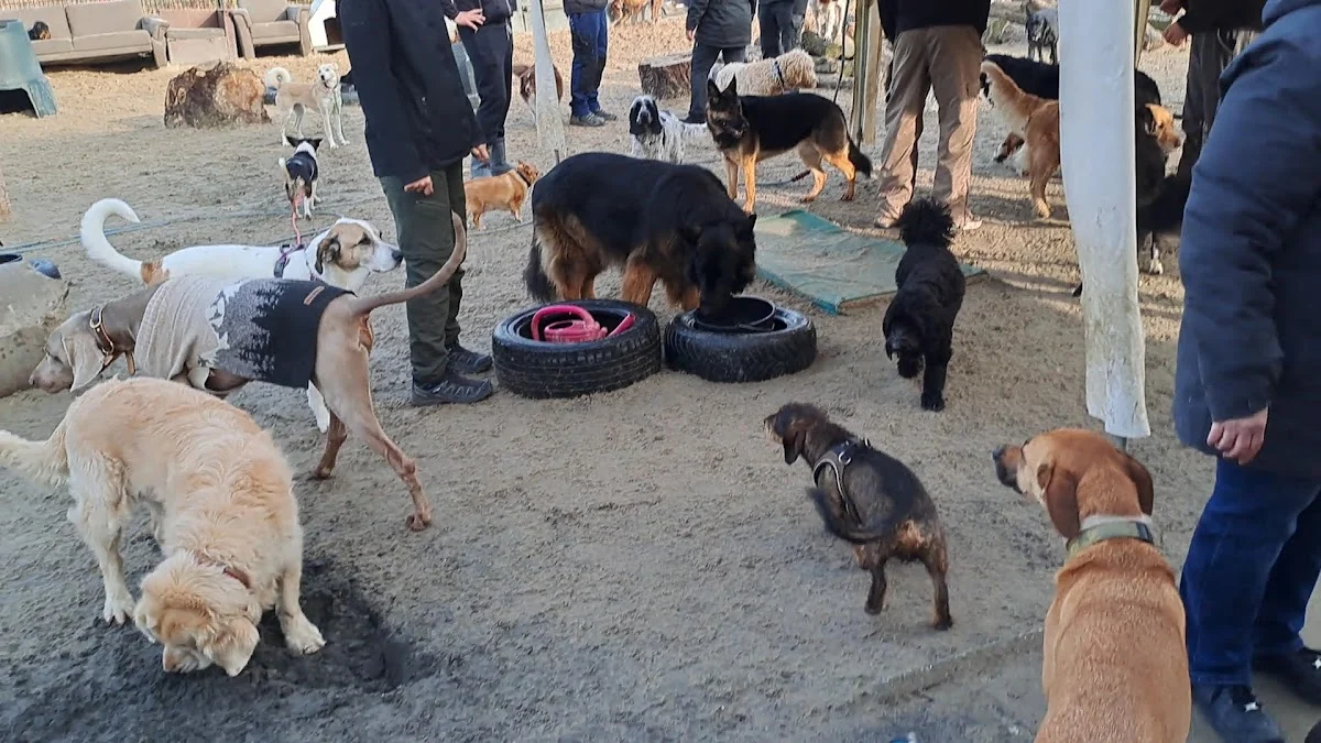 Daisy's Doggy Daycare - 3
