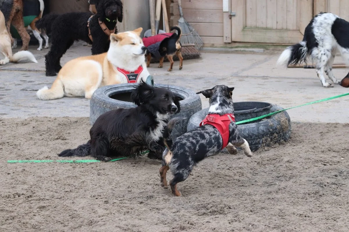 Daisy's Doggy Daycare