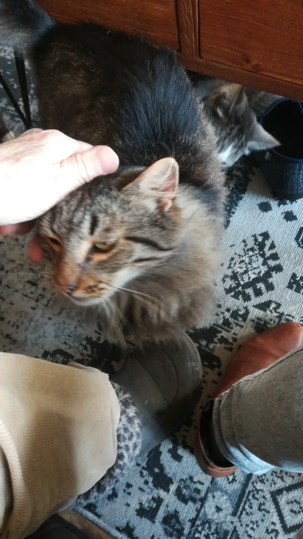 De Dierenarts Kennemerlaan