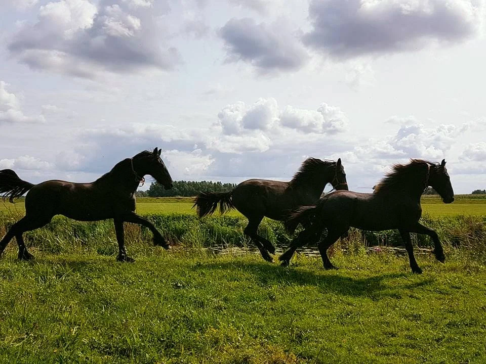 De Hommers Hoeve
