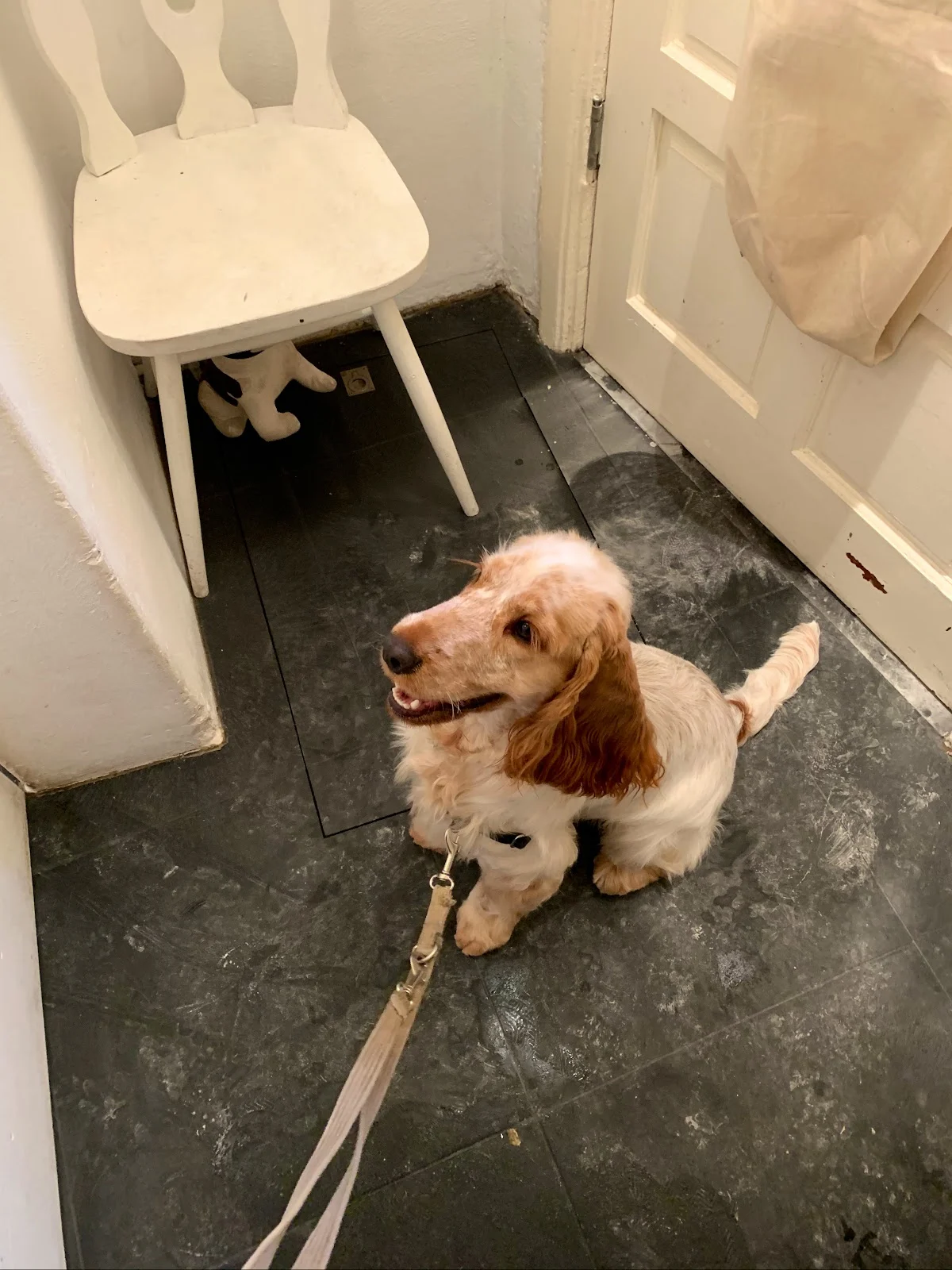 De kapper voor uw hond - Hondentrimsalon Amsterdam🐩 - 2
