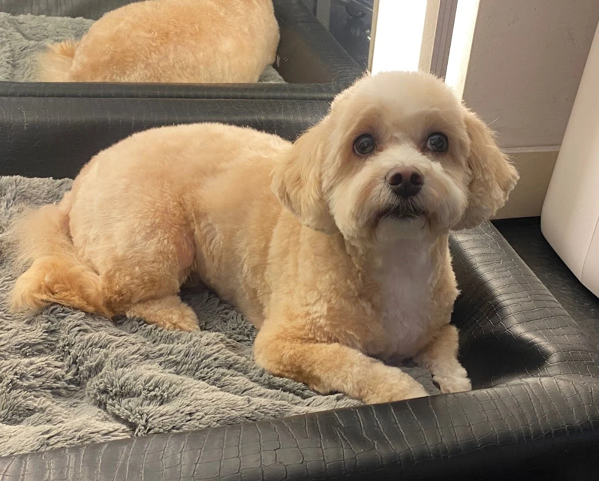 De kapper voor uw hond - Hondentrimsalon Amsterdam🐩