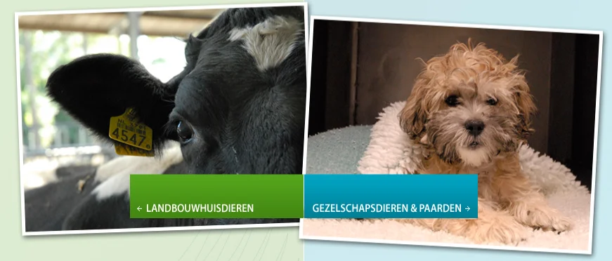 De Klomp Dierenartsen Elst