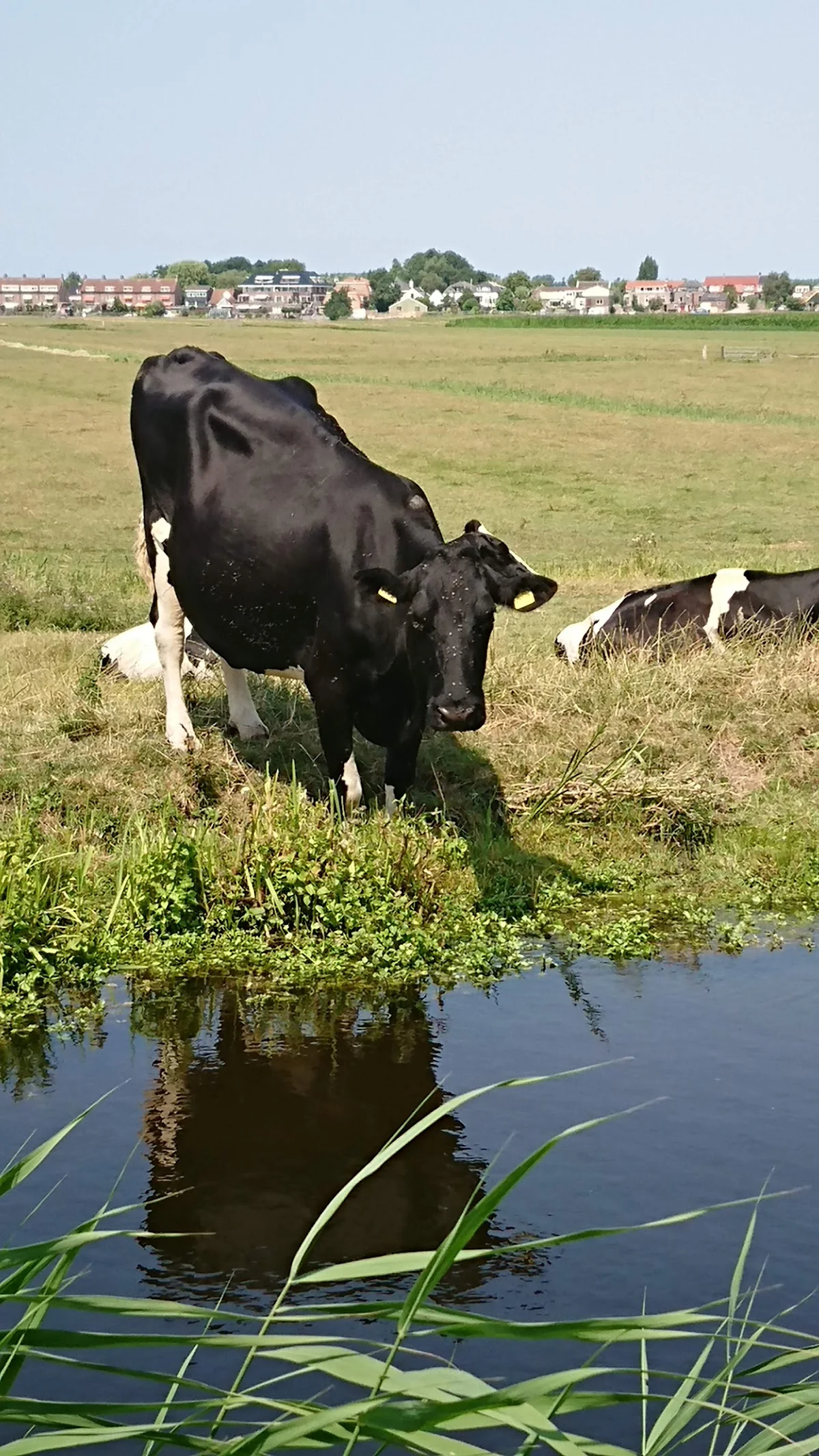 De Meerhoeve