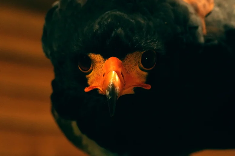 De Roofvogelboerderij - 2
