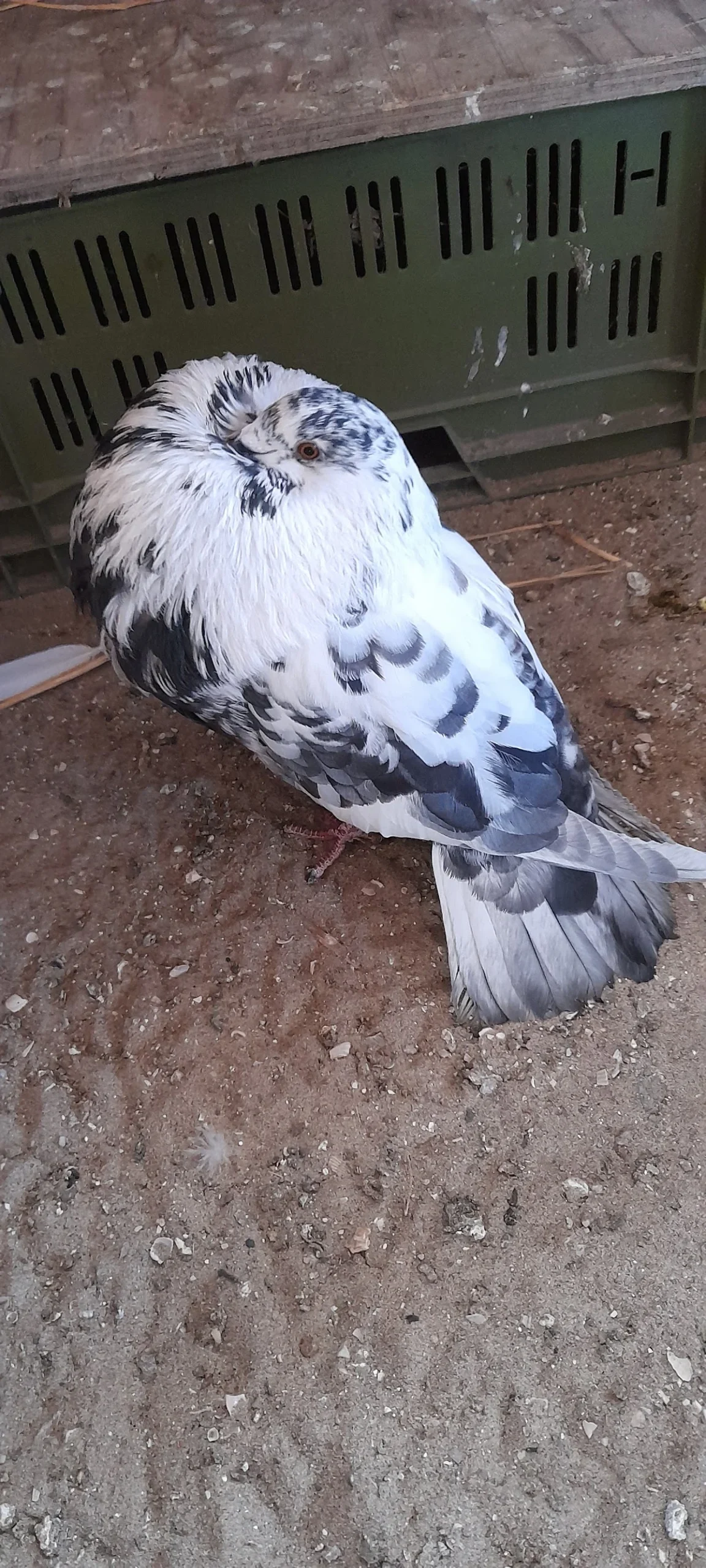 de Zwarte Vogel - 2