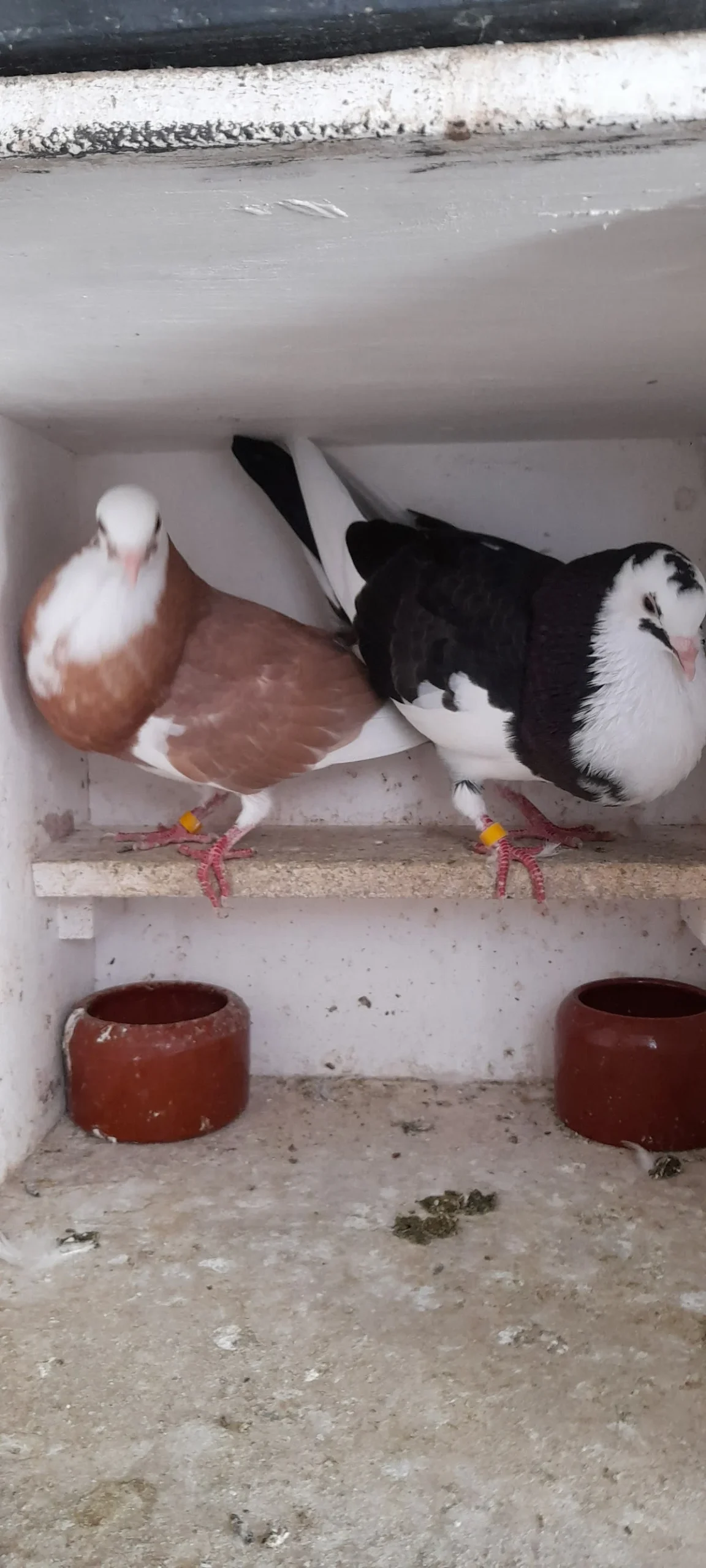 de Zwarte Vogel