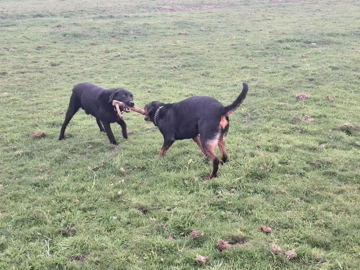 Dieren Enzo - 2