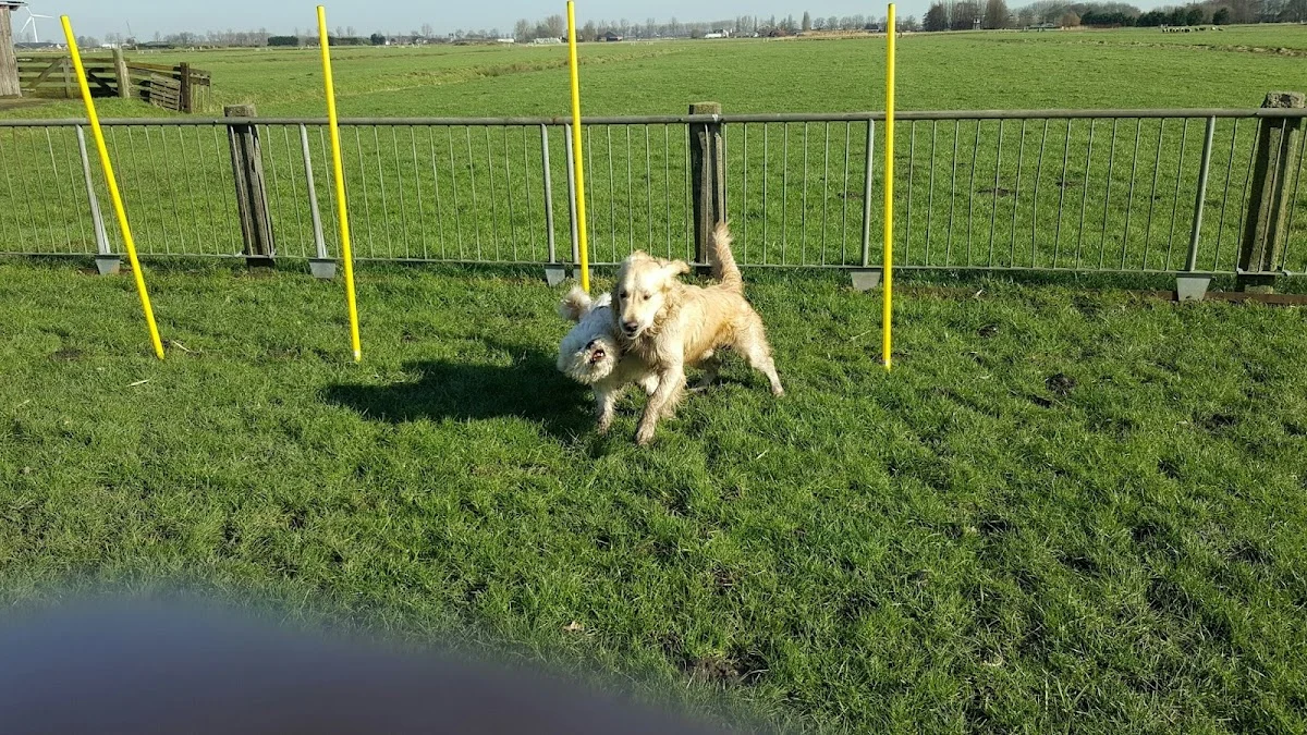 Dieren Enzo