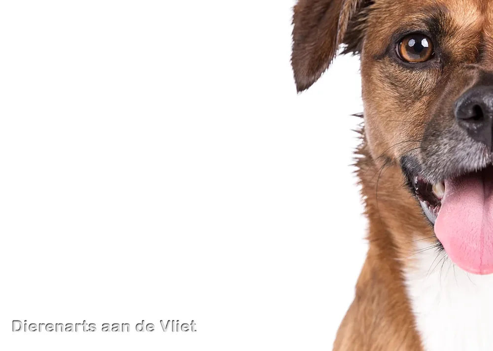 Dierenarts aan de Vliet