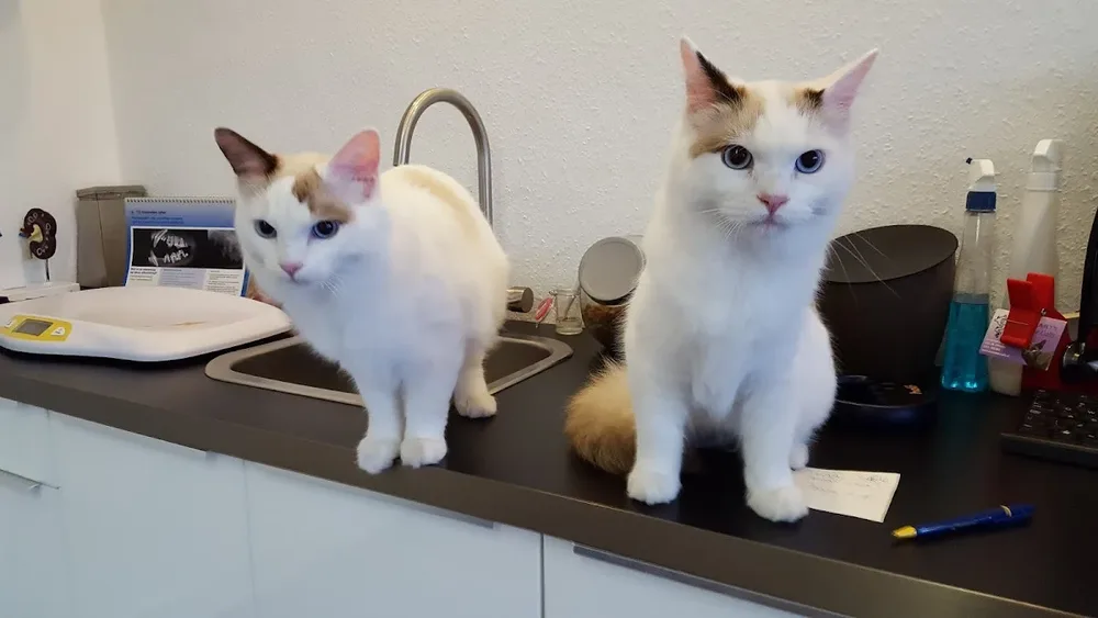 Dierenarts Annemieke Calis