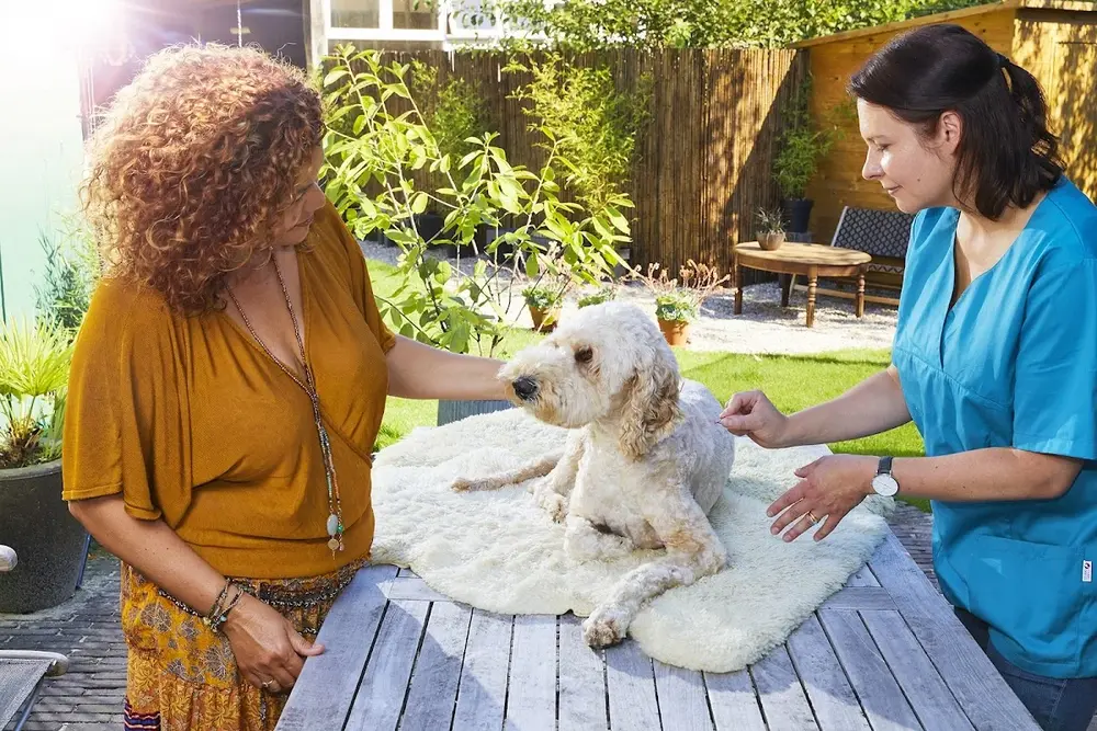 Dierenarts & Dierenacupuncturist🐾🩺
