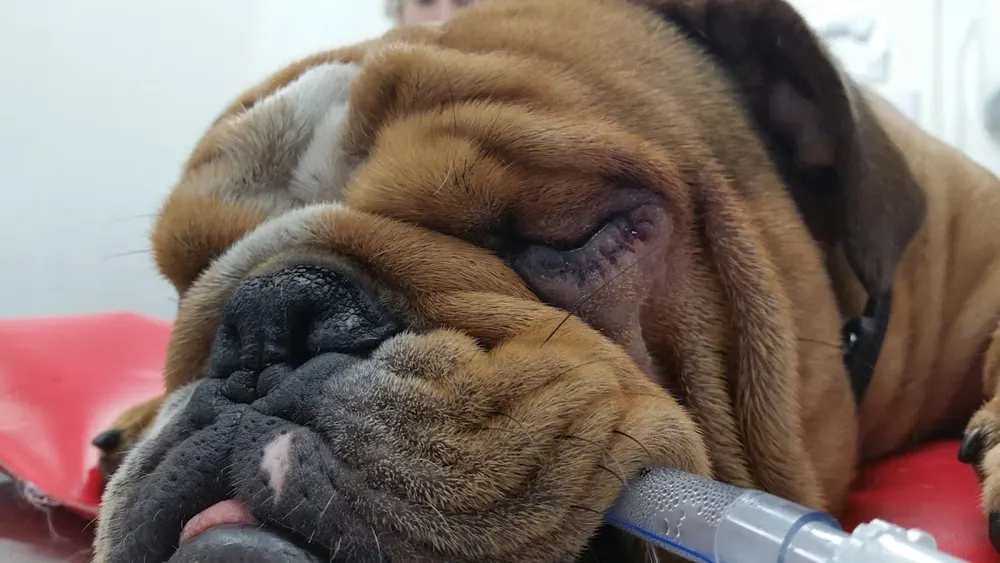 Dierenartsen Dier en Dongen - 4